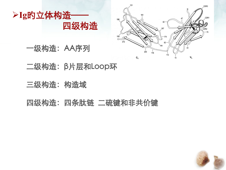 抗体专业知识讲座.pptx_第2页
