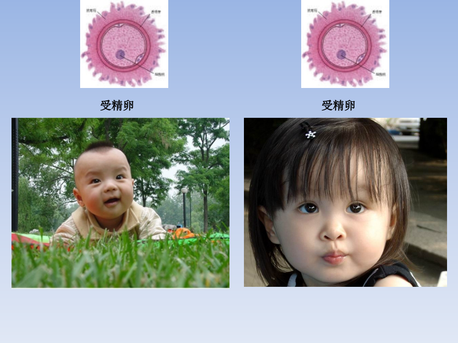 高中生物人教版必修2-23伴性遗传（课件）（共59张PPT）.ppt_第2页