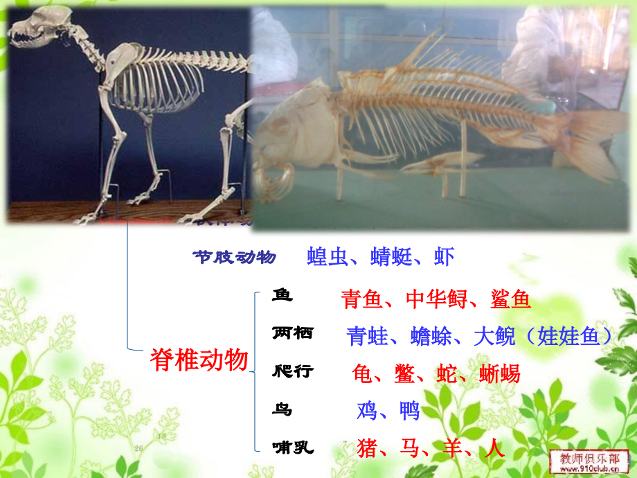 (新人教版)生物八年级上第五单元第一章第四节--鱼---PPT.ppt_第2页