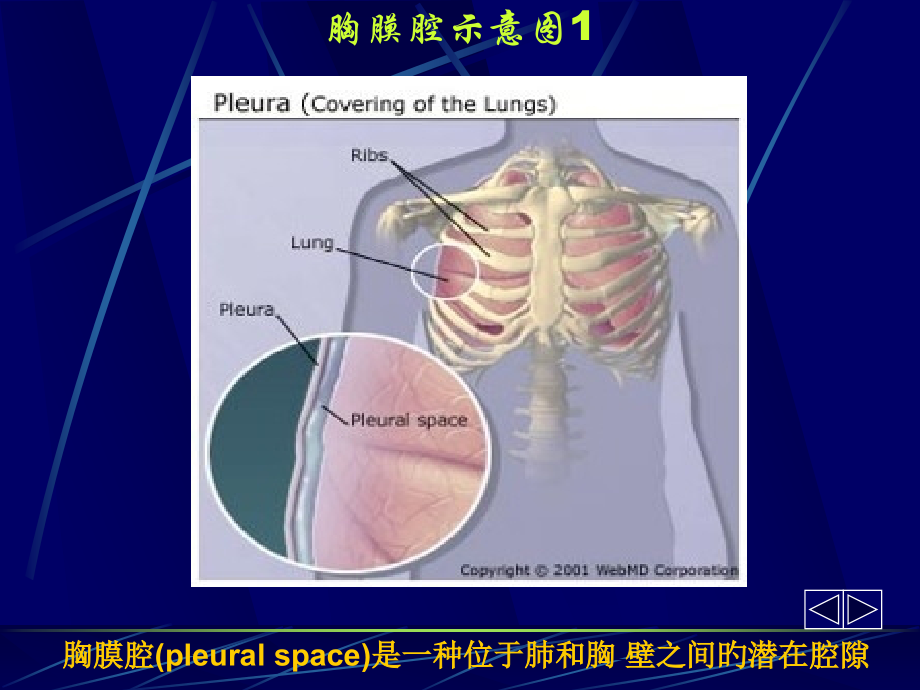 胸腔积液主题知识讲座.pptx_第2页