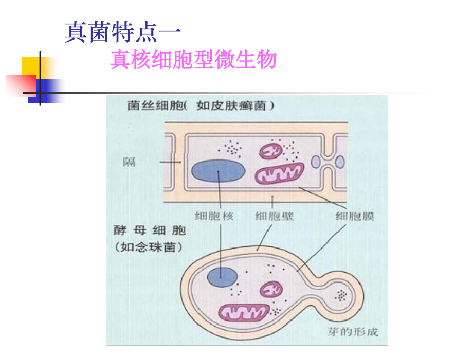 真菌学主题医学知识.ppt_第2页
