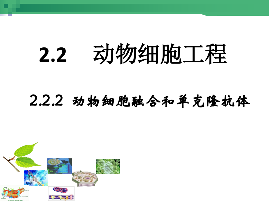 动物细胞融合和单克隆抗体的制备.pptx_第2页