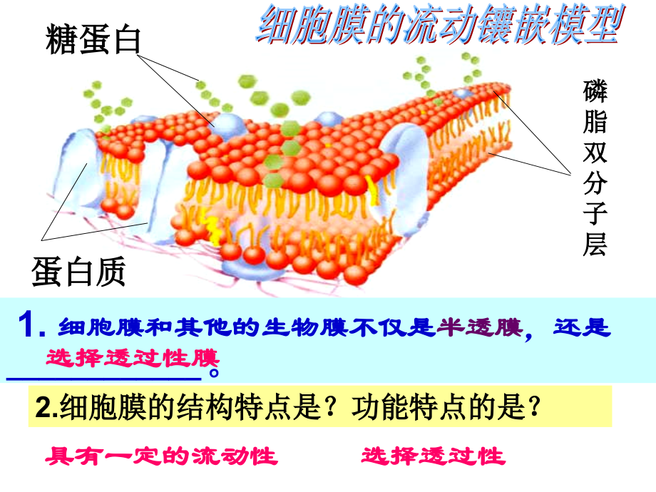 第三节物质跨膜运输的方式.ppt_第1页