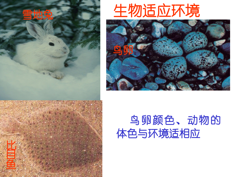 高一生物课件.ppt_第2页
