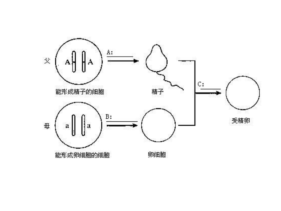八年级生物下册第七单元第二章第三节基因的显性和隐性课件人教版.ppt_第1页