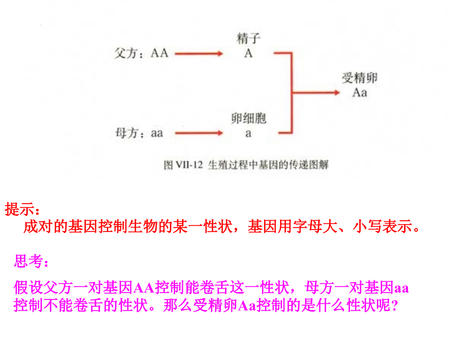 八年级生物下册第七单元第二章第三节基因的显性和隐性课件人教版.ppt_第2页