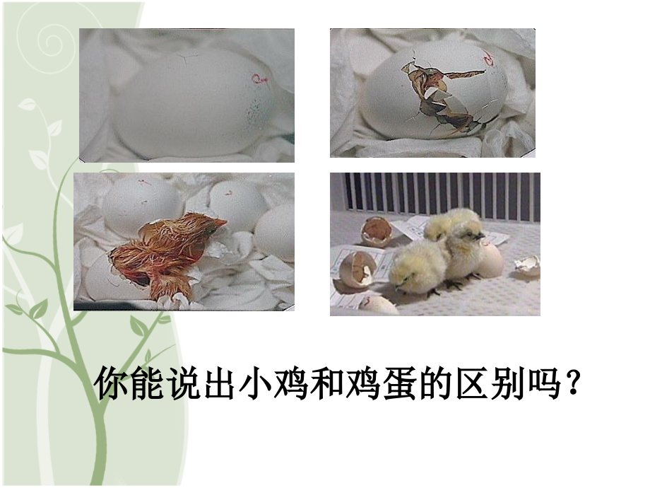 第1节__细胞分化形成组织.ppt_第2页
