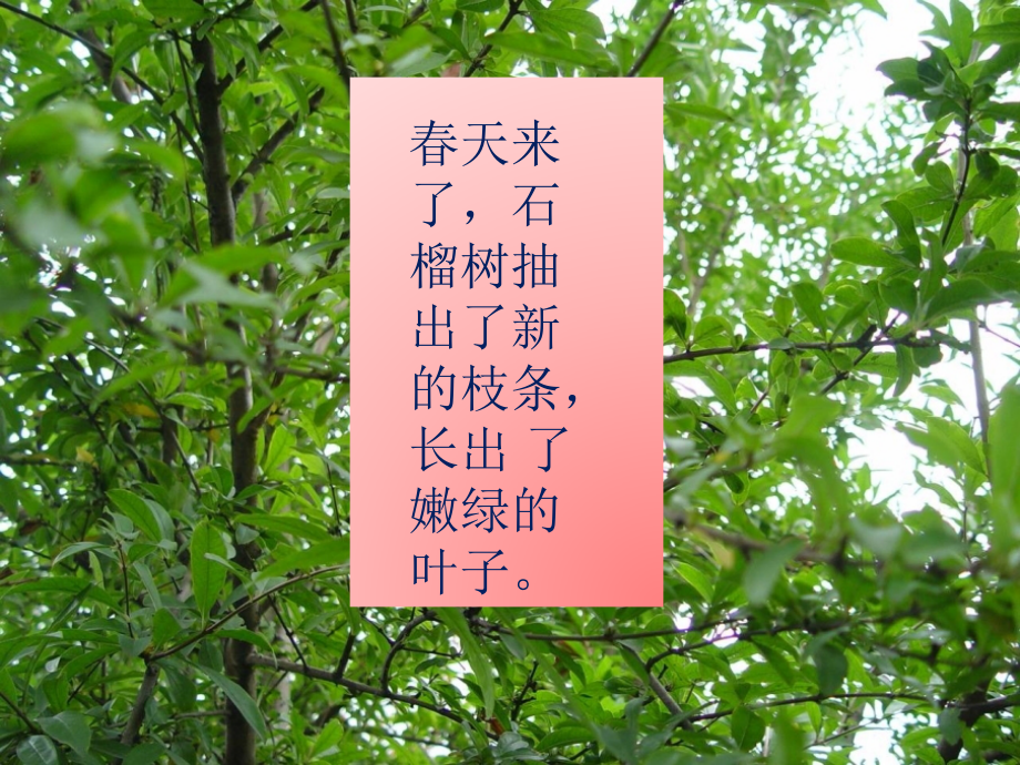 苏教版三上语文16石榴课件-副本.ppt_第2页