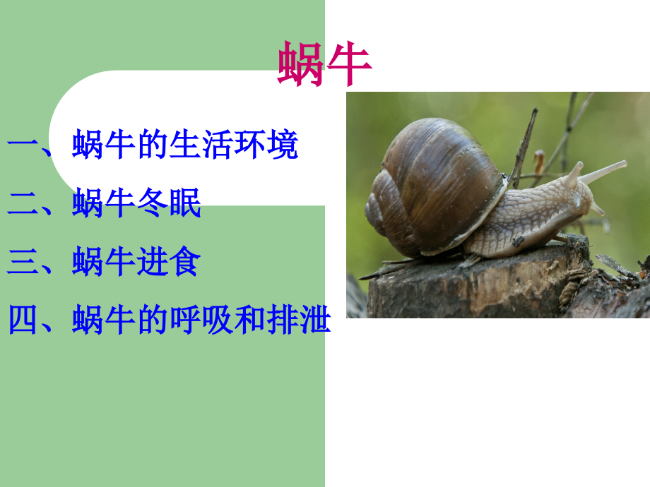 教科版三年级上册科学蜗牛2课件.ppt_第1页