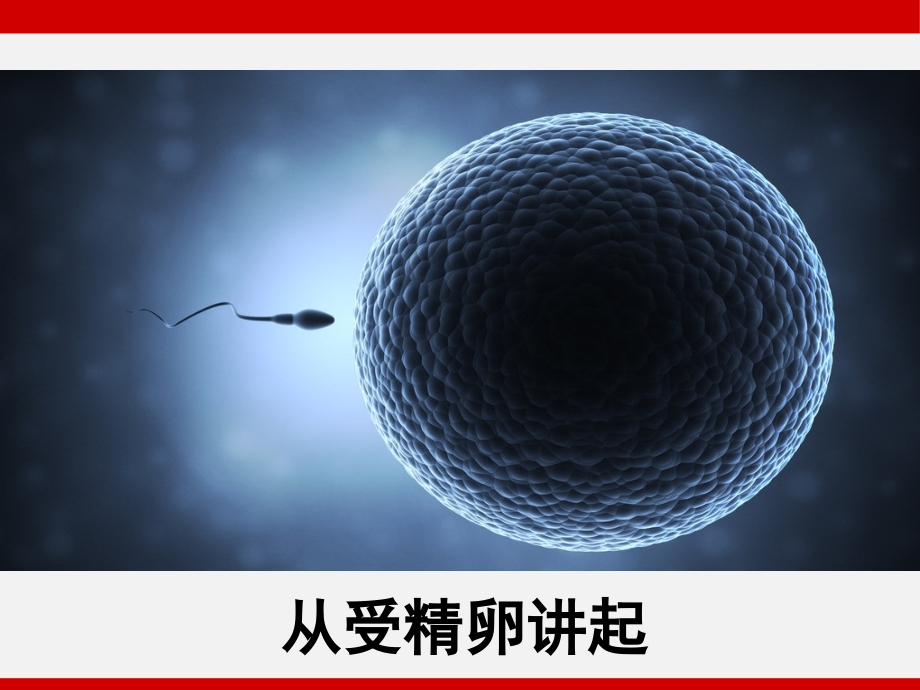从受精卵谈起.pptx_第1页