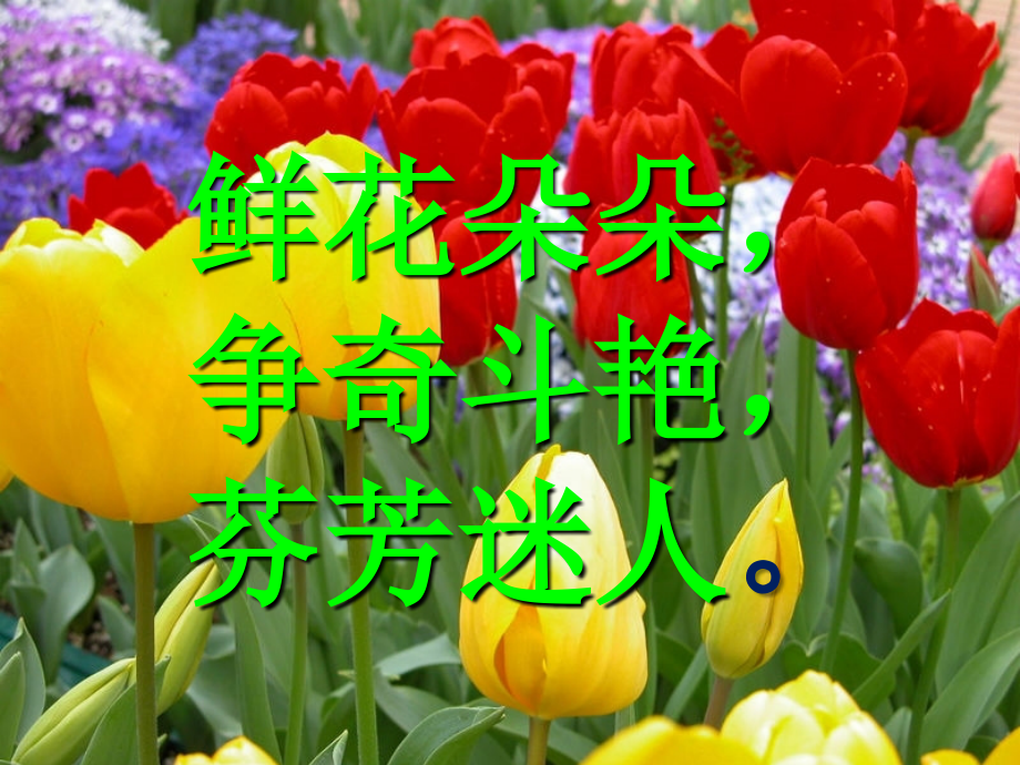 新课标人教版语文三年级上册《13、花钟》.ppt_第2页