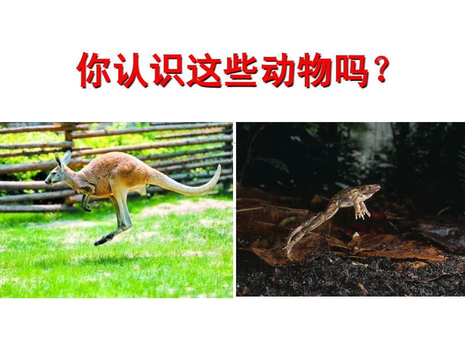 小学体育PPT课件《水平二立定跳远》.ppt_第2页