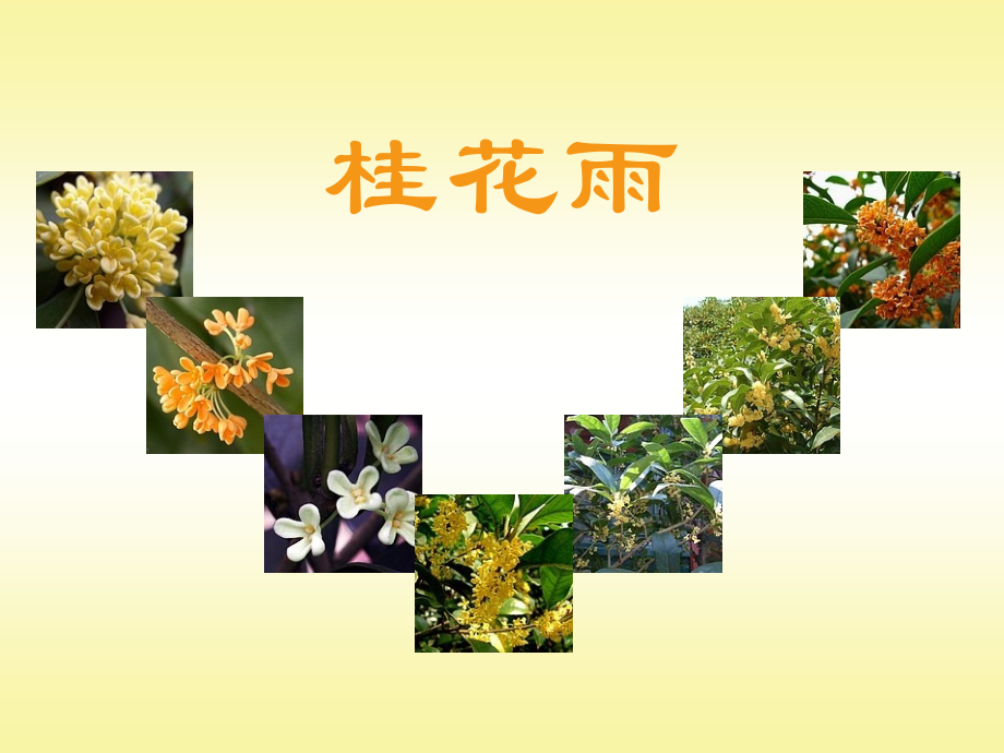 小学四年级上册苏教版语文桂花雨课件.ppt_第1页