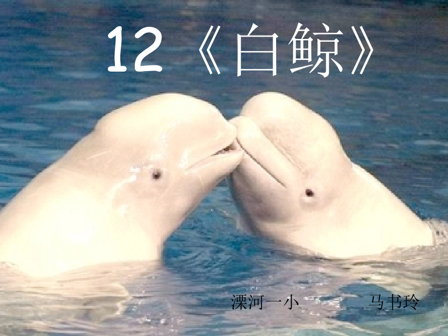 西师大版四年级语文下册《白鲸1》PPT课件.ppt_第1页