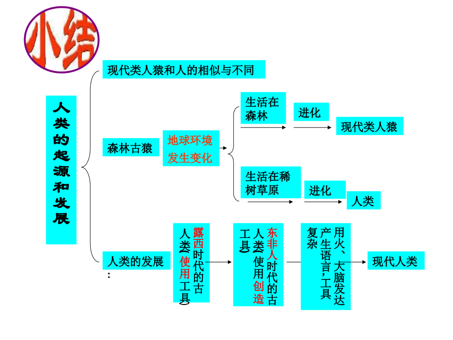 第一章人的由来复习.pptx_第2页