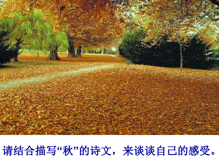 故都的秋第一课时.ppt_第1页
