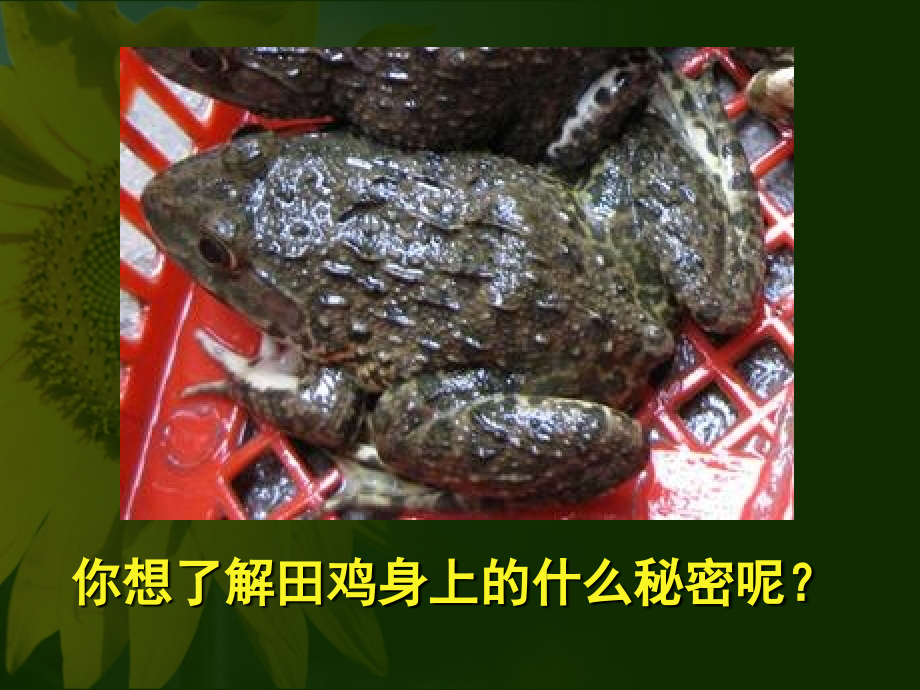 第三节两栖动物的生殖和发育课件.ppt_第2页