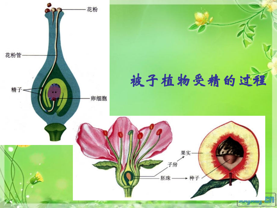 新人教版七年级下册生物-第一章-人的由来-第二节人的生殖.ppt_第2页