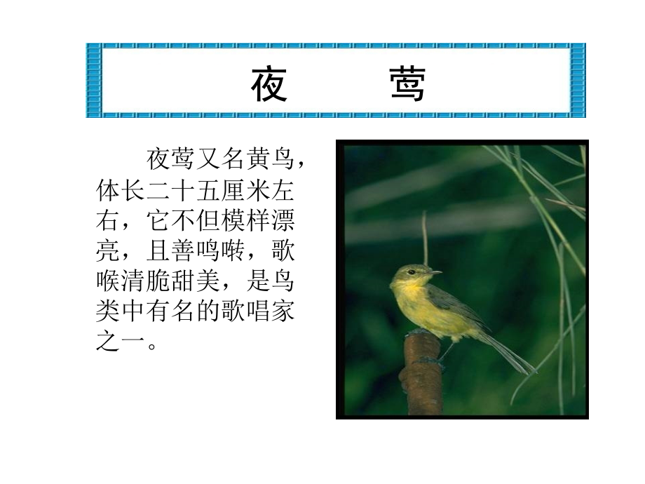 新课标人教版第八册语文夜莺的歌声优秀课件下载.ppt_第2页