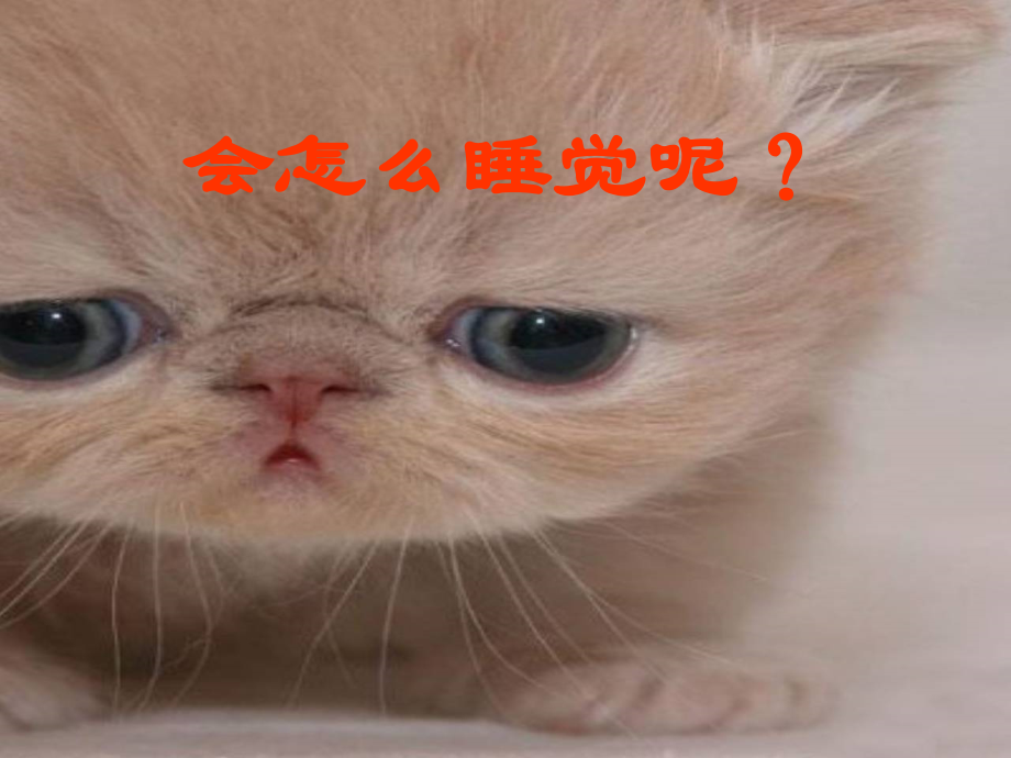 有趣的动物睡姿【wq发】.ppt_第2页