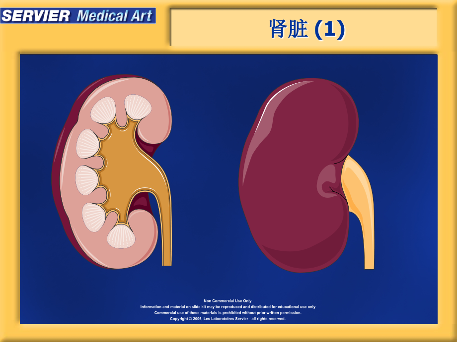 肾脏图片.ppt_第1页