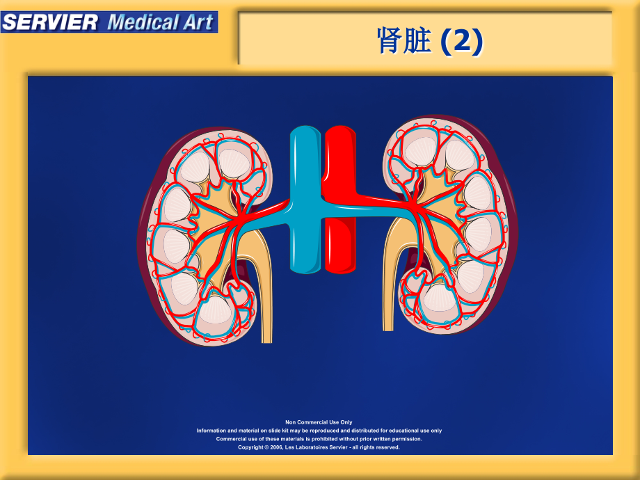 肾脏图片.ppt_第2页