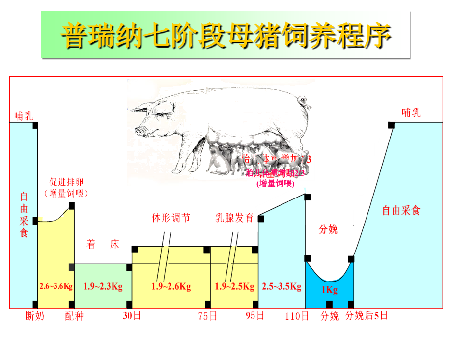 普瑞纳母猪7阶段饲养程序.ppt_第2页