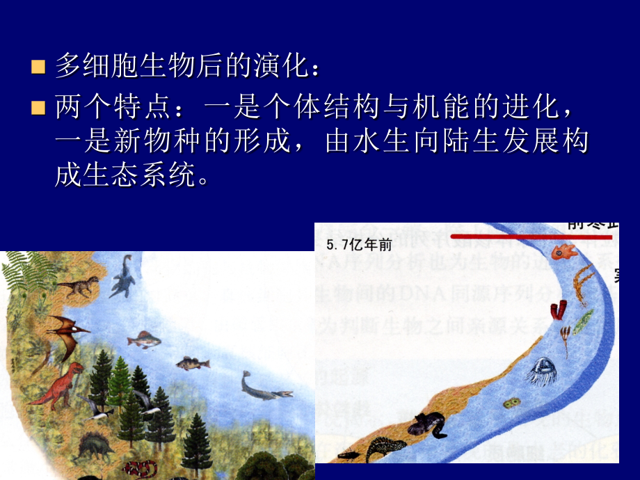 2-生命的进化与适应.ppt_第2页