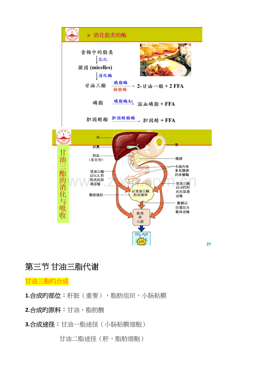 2023年生物化学脂质代谢知识点总结.docx_第2页