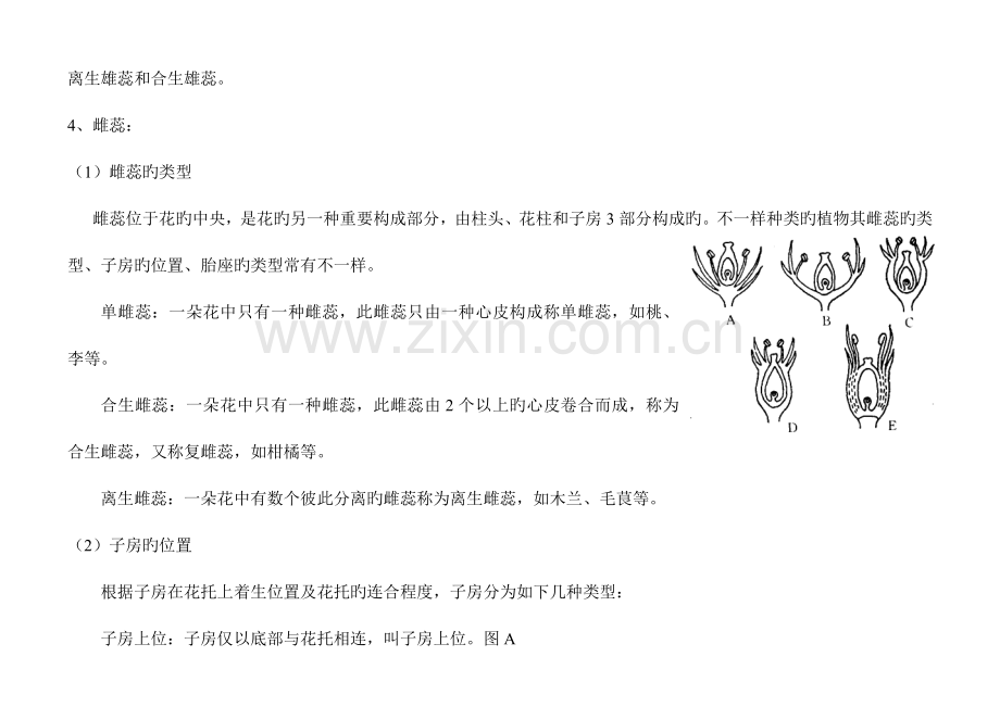 2023年花的解剖实验报告.doc_第2页