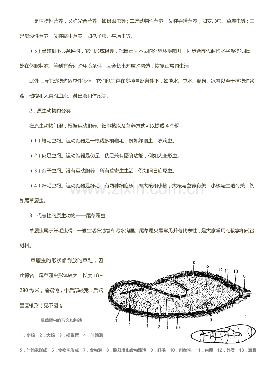 2023年高中生物竞赛辅导无脊椎动物.doc_第2页