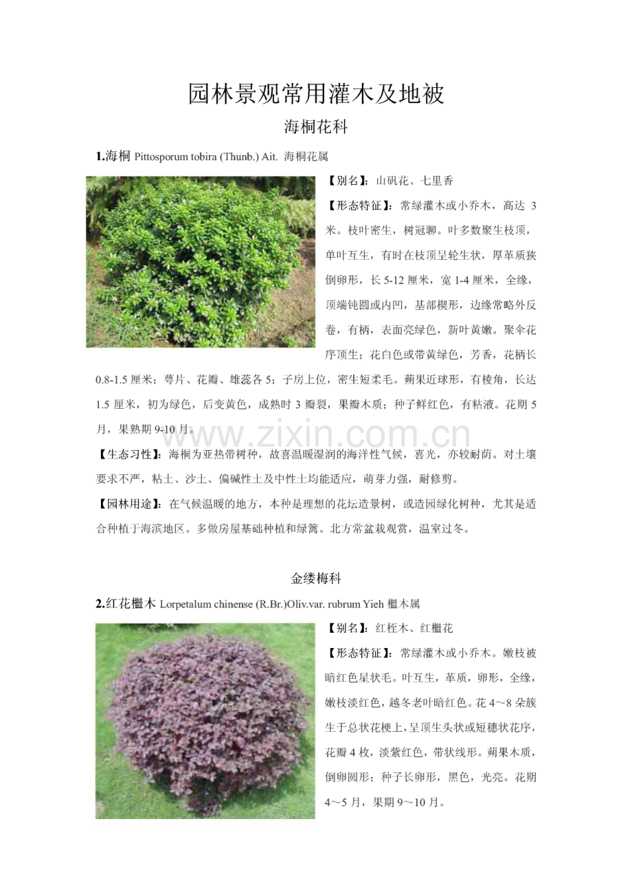园林景观常用灌木及地被(附图).pdf_第1页