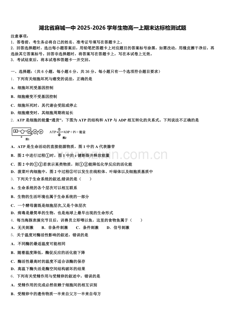 湖北省麻城一中2025-2026学年生物高一上期末达标检测试题含解析.doc_第1页