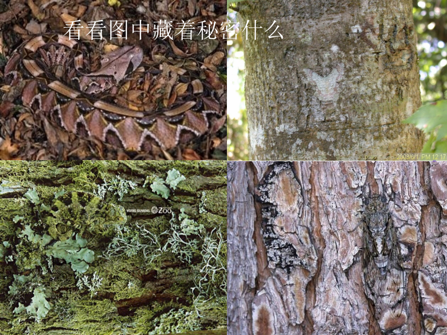 青岛版小学六年级上册《变色龙》课件.ppt_第1页