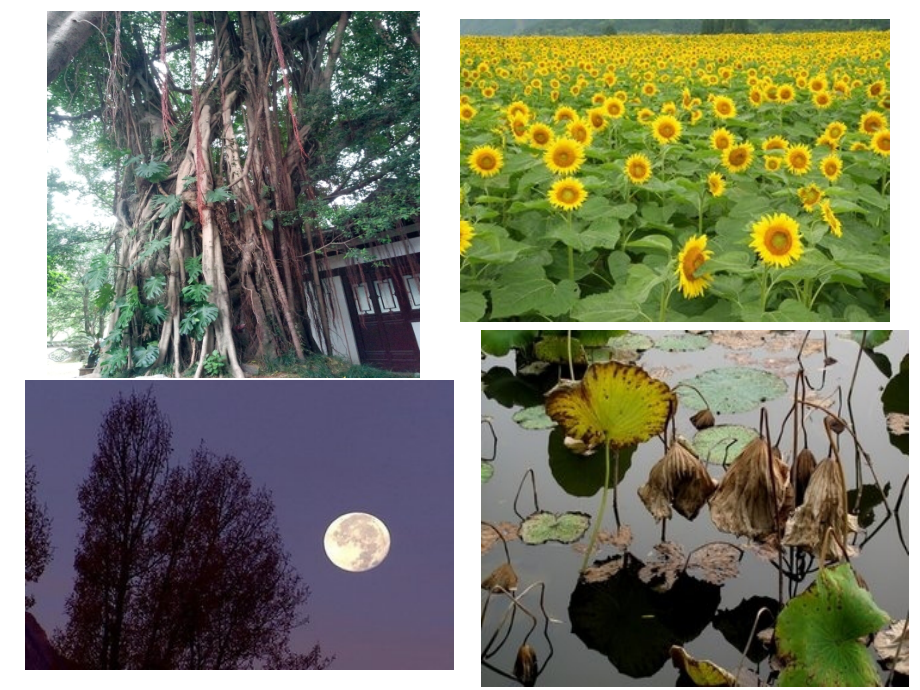 《写景要抓住景物特征》原创课件.ppt_第2页