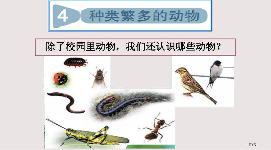教科版科学六年级上册《种类繁多的动物》.pptx_第1页
