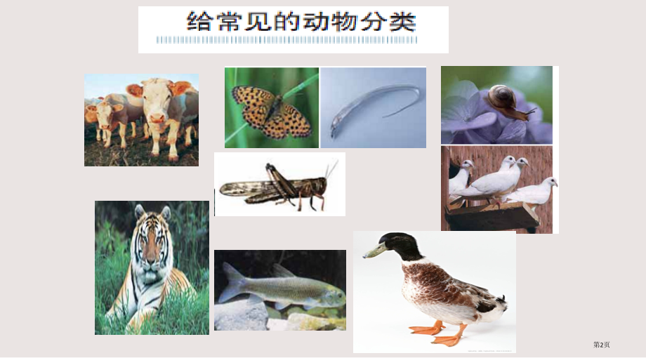 教科版科学六年级上册《种类繁多的动物》.pptx_第2页