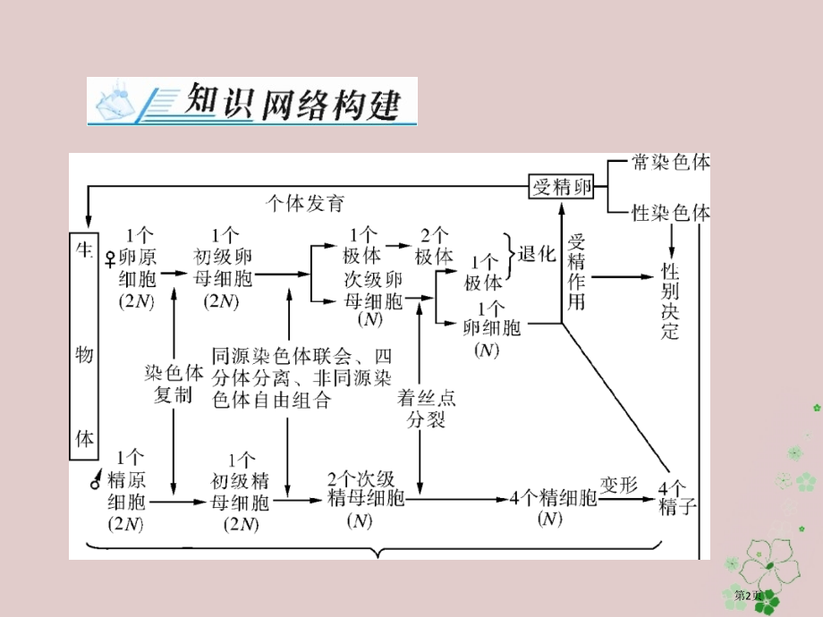 高考生物总复习基因和染色体的关系章末知识提升必修.pptx_第2页
