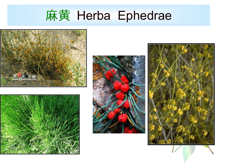 麻黄鉴别优质获奖课件.pptx_第1页