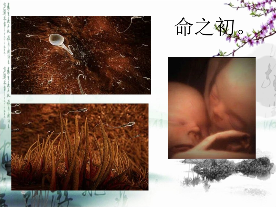 计划生育医学知识专题讲解.ppt_第2页