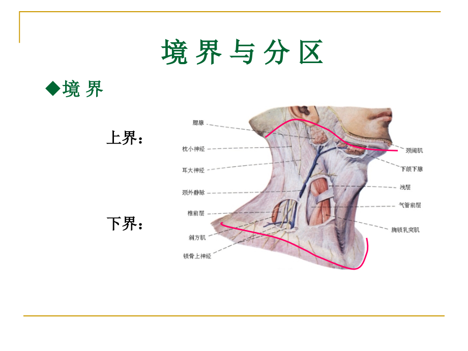 颈浅区颈动脉三角.pptx_第2页