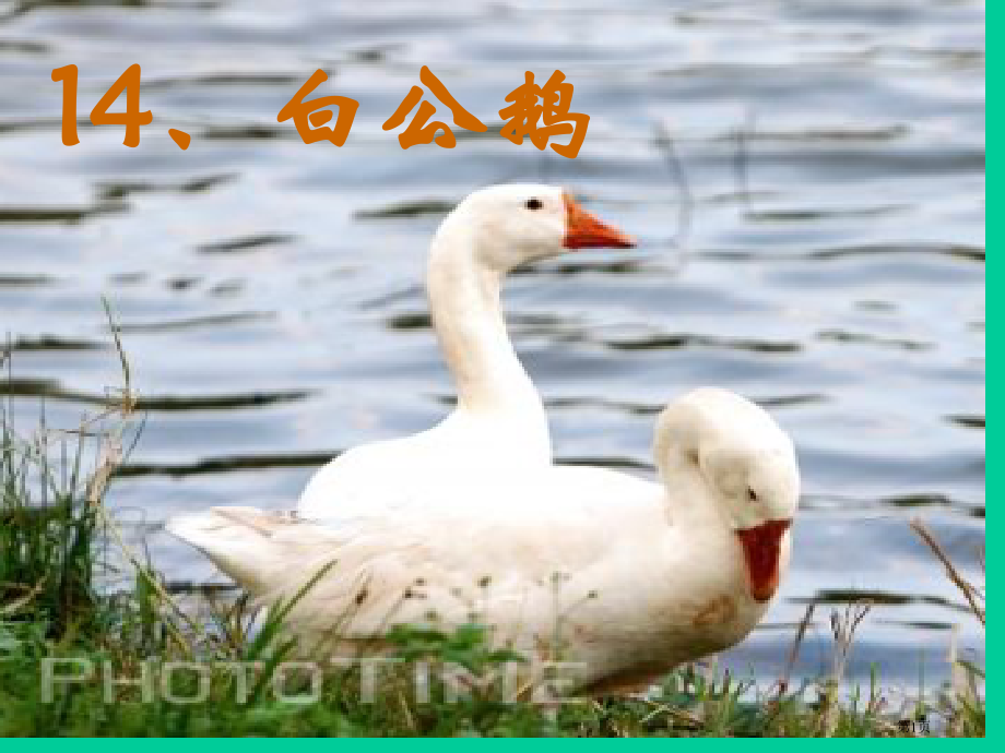 小学四年级上册语文第十四课白公鹅PPT.pptx_第1页