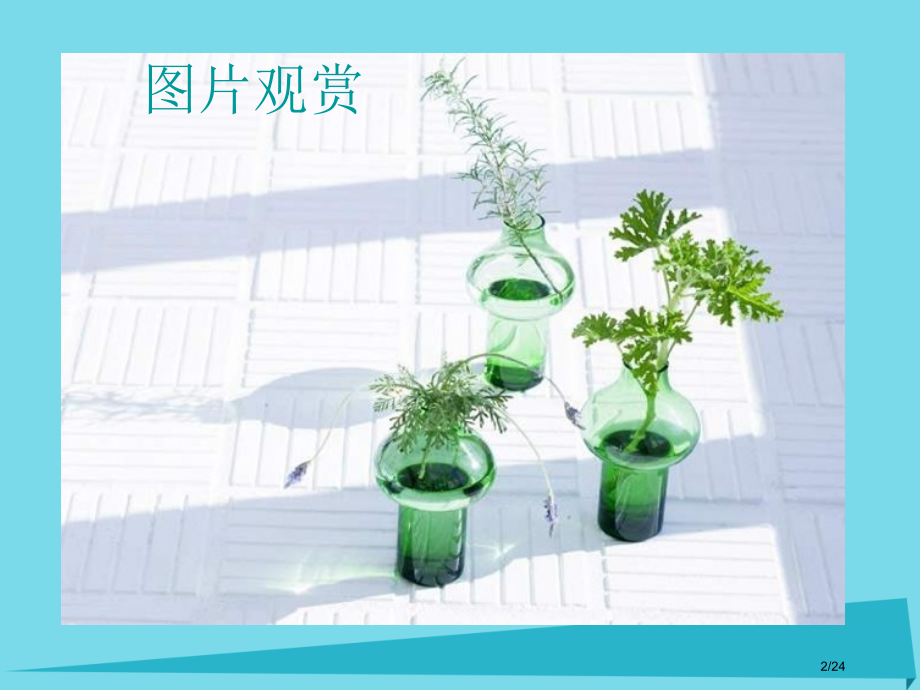 六年级美术上册我种的植物.pptx_第2页