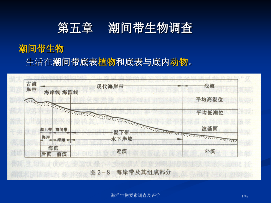潮间带生物调查.pptx_第1页