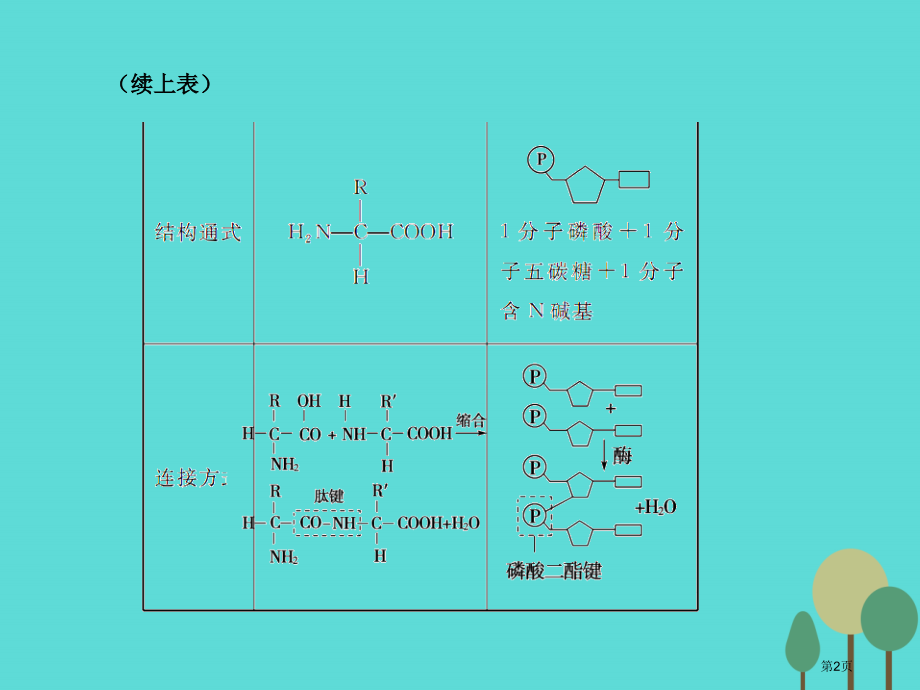 高考生物复习第1单元走近细胞和组成细胞的分子第4讲核酸糖类和脂质.pptx_第2页