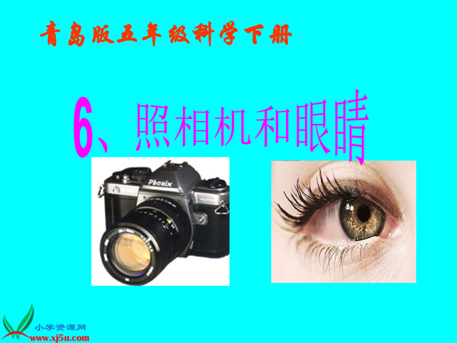 青岛版五年级科学下册.pptx_第1页