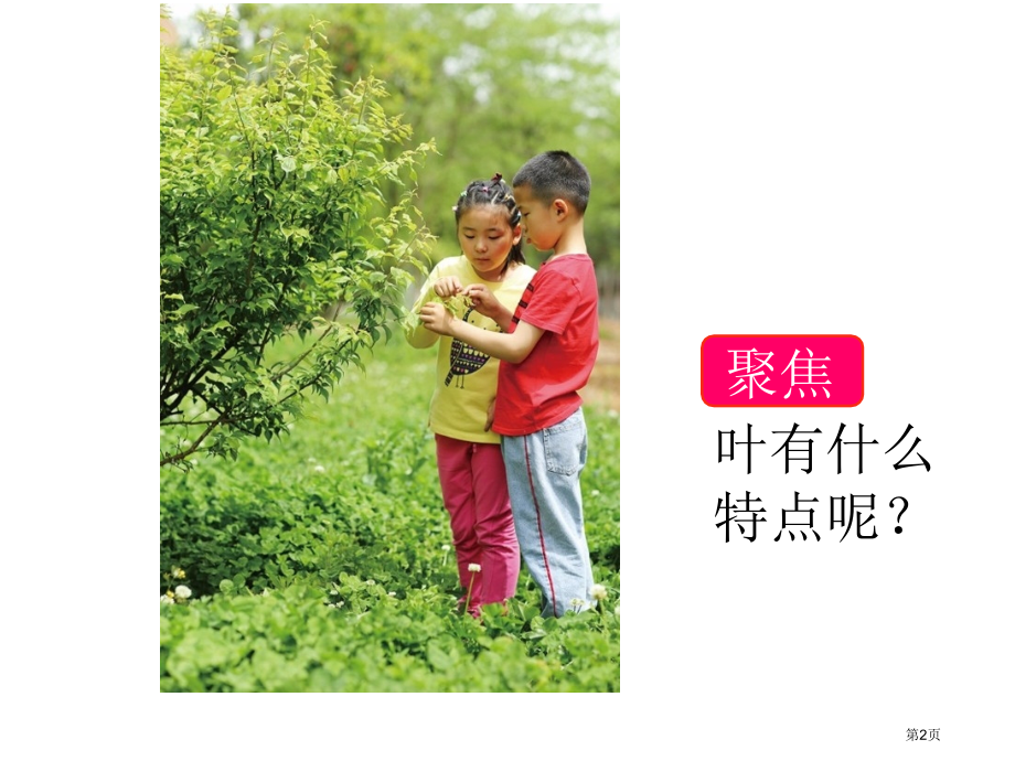 教科版科学一年级上1.3观察叶.pptx_第2页