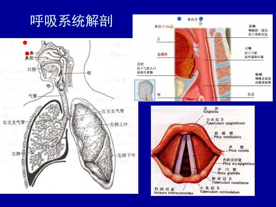 急性呼吸衰竭新.ppt_第2页