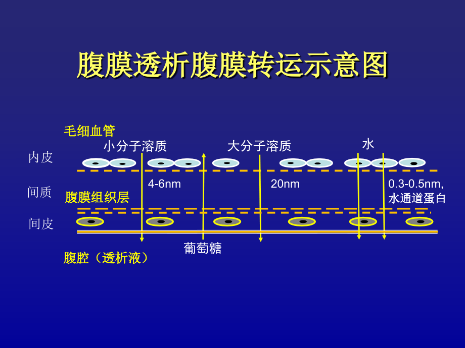 腹膜平衡试验.ppt_第2页
