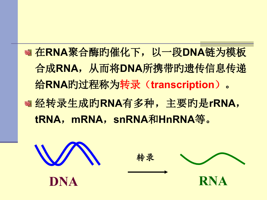 RNA的生物合成转录.pptx_第2页
